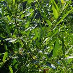 Salix eriocephala Leaf