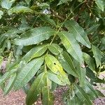 Flindersia australis Leaf