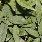 Merremia quinquefolia Φύλλο