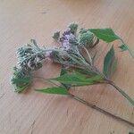 Eupatorium cannabinumफूल