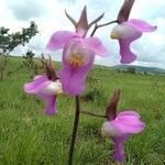 Eulophia cucullata Flor