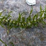 Elodea nuttallii Hoja