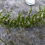 Elodea nuttallii Leaf