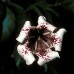 Rothmannia longiflora Flower