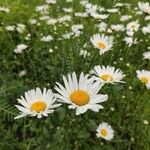 Leucanthemum heterophyllum 花