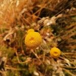 Anthemis tinctoria Flower