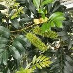 Cunonia capensis Hábito