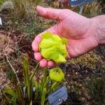 Sarracenia flava Fula