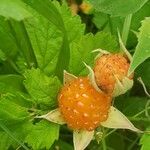 Rubus spectabilis Fruit