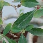 Serissa japonica Hoja