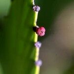Phyllanthus epiphyllanthus Цвят