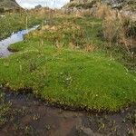 Distichia muscoides Habit