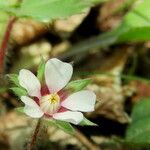 Potentilla micrantha Цветок