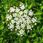 Pimpinella majorKukka