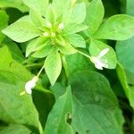 Cleome rutidosperma Leaf