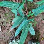 Philodendron mexicanum Folla