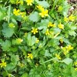 Ranunculus parviflorus Leaf