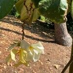 Chonemorpha fragrans Blatt