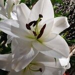 Lilium candidum 花