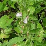 Salvia viridis Blomma