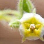 Trichodesma africanum Flor