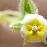 Trichodesma africanum Flower