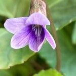 Viola reichenbachianaFlower