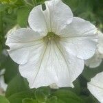 Petunia × atkinsiana Flor