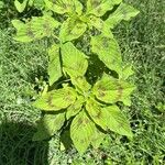 Amaranthus tricolor Levél