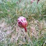 Armeria maritima Blüte