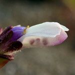 Collinsia corymbosa Květ
