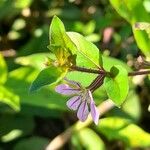 Cuphea tuberosa Flower