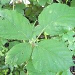 Rubus scabripes ഇല