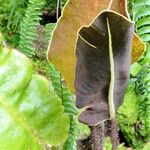 Elaphoglossum crinitum Hàbitat