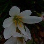 Zephyranthes candida 花