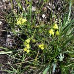 Sanicula tuberosa Habit