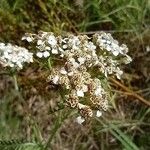 Achillea millefoliumFlower