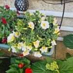 Calibrachoa parvifloraFlower