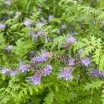 Phacelia tanacetifoliaFlower