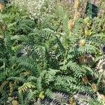 Astragalus alopecurus 形態