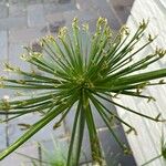 Cyperus haspan Цветок