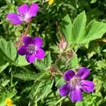 Geranium sylvaticumKvět