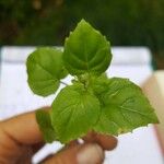 Circaea alpina Leaf