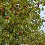 Malus sylvestrisFruit