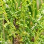 Santolina villosa Hoja