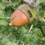 Quercus coccifera Fruit