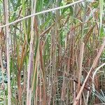 Miscanthus × longiberbis Bark