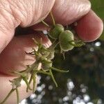 Sterculia excelsa Blüte