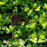 Chrysosplenium oppositifolium Habitat