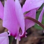 Cyclamen hederifoliumLorea